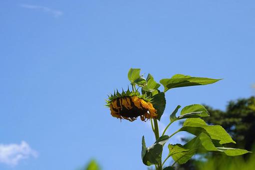 Image of a hot summer, JPG