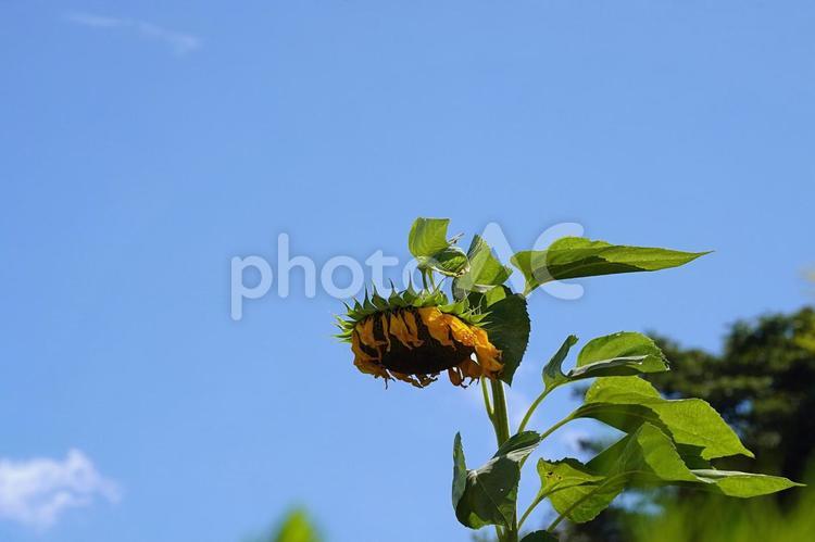 猛暑の夏のイメージ 夏,ひまわり,花の写真素材