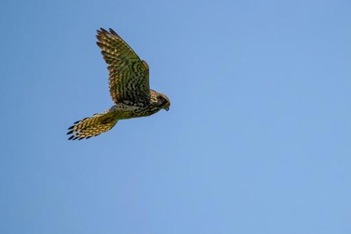 チョウゲンボウ(27)の写真