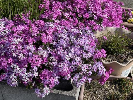 満開に咲き誇る四季の綺麗な花写真 満開に咲き誇る四季の綺麗な花写真 花,フラワー,植物の写真素材