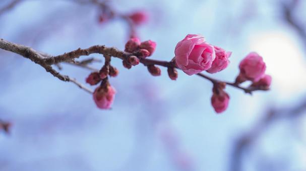 梅の花(紅梅) 梅の花(紅梅)の写真