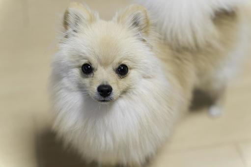 ポメラニアン【生後約8か月】 ポメラニアン,ふわふわ,もふもふの写真素材