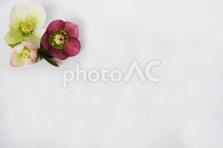 クリスマスローズ　フレーム 切り花,小花,タイトルの写真素材