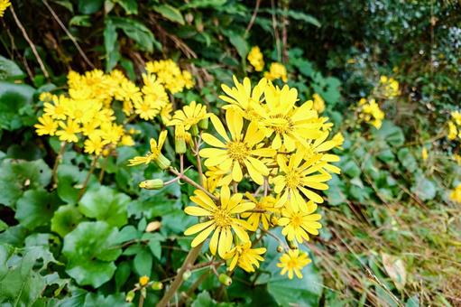 ツワブキの花 ツワブキ,石蕗,ツワの写真素材