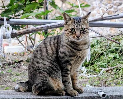 日本猫代表 猫,動物,風景の写真素材