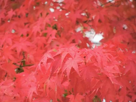 映える紅葉 映える紅葉の写真