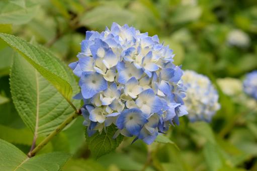 Photo, hydrangea, landscape, flower, 