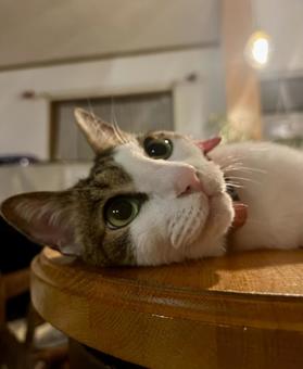 Photo, cat, night, relax, 