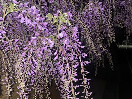フジ フジ フジ,フジの花,野田フジの写真素材