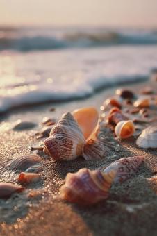 暖かな夕陽にきらめく、砂浜に散らばる貝殻 暖かな夕陽にきらめく、砂浜に散らばる貝殻の写真