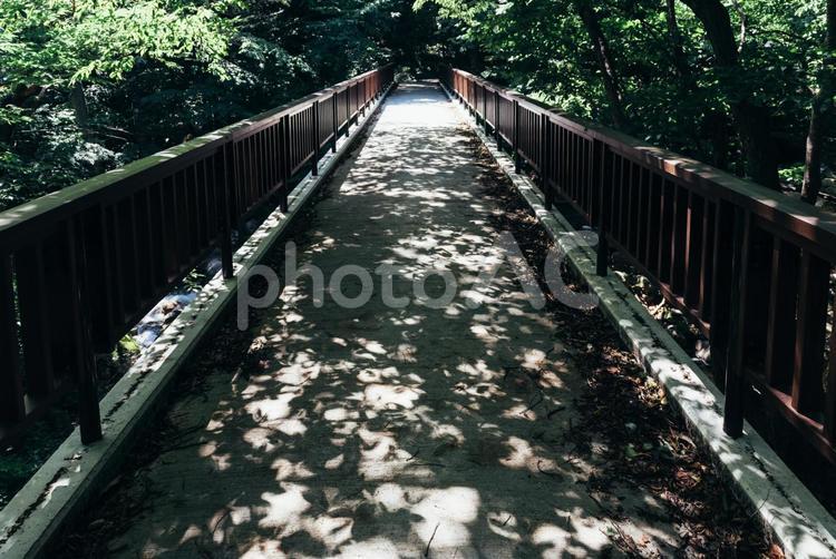 木漏れ日の橋 橋,木漏れ日,夏の写真素材