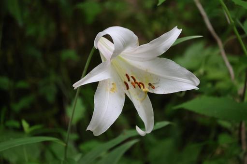 ササユリの白い花びらの花のアップ ササユリの白い花びらの花のアップ ササユリ,白い,花びらの写真素材