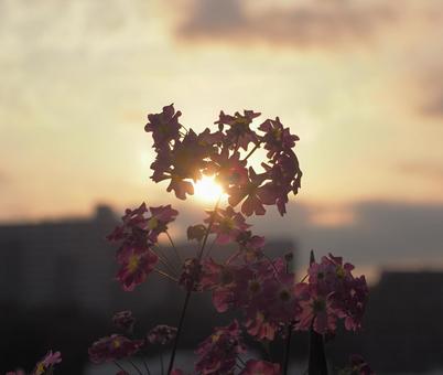 Primroses illuminated by the setting sun, JPG Primroses illuminated by the setting sun, JPG