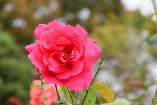 ピンク色の薔薇 ピンク色の薔薇の写真