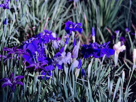 夜の堀切菖蒲園　ライトアップされる花菖蒲 堀切菖蒲園,5月,菖蒲の写真素材
