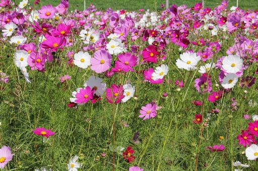 コスモス・秋桜 コスモス・秋桜 コスモス,風景マクロ,草花の写真素材