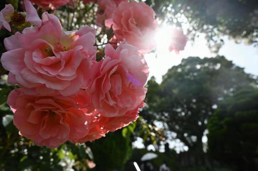 薔薇 ピンク 薔薇 ピンクの写真