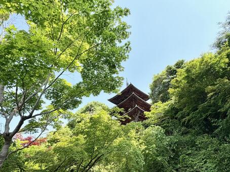 奈良・當麻寺 當麻寺,奈良,古寺の写真素材