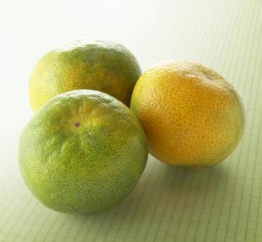 早生みかん 早生みかん,みかん,3個の写真素材