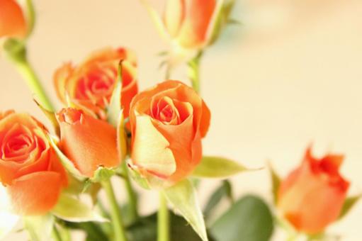 オレンジ色のバラ オレンジ色のバラ バラ,ばら,薔薇の写真素材