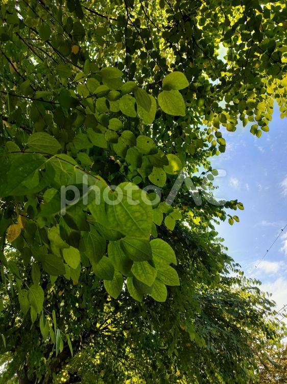緑道から見上げた緑と青空！！ 緑,葉っぱ,木の写真素材