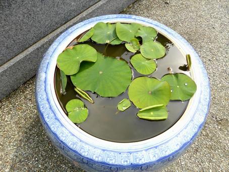 鎌倉・妙本寺境内のハス入り鉢 鎌倉・妙本寺境内のハス入り鉢 ハス,葉,植物の写真素材