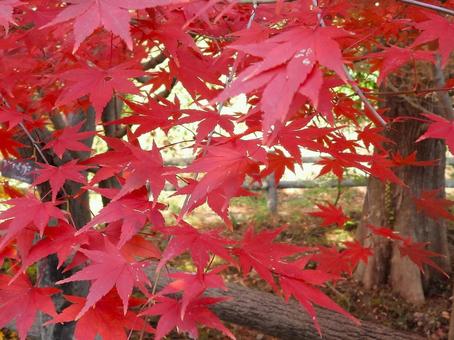 紅葉3 紅葉,モミジ,赤の写真素材