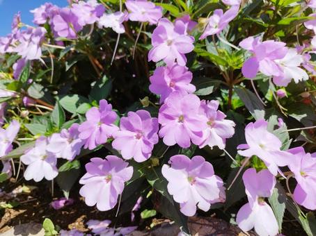 ピンクのインパチェンスの花 ピンクのインパチェンスの花 お花畑,ピンクの花,ガーデニングの写真素材