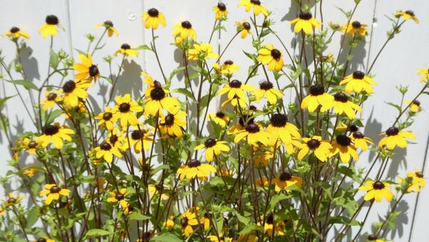 ルドベキア タカオの花 ルドベキア タカオの花 花,ルドベキア,タカオの写真素材