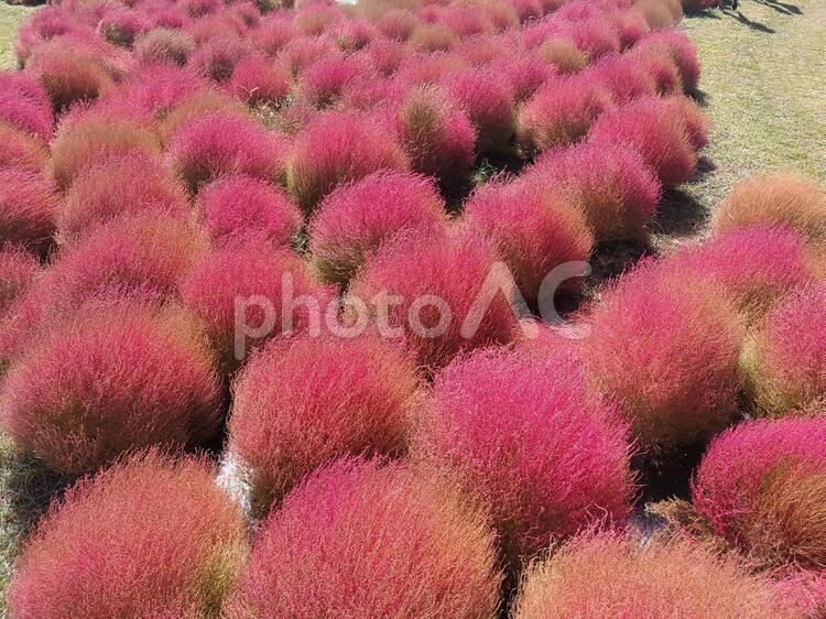 コキアの紅葉がとてもキレイでモフモフしてる01 コキア,モフモフ,赤の写真素材