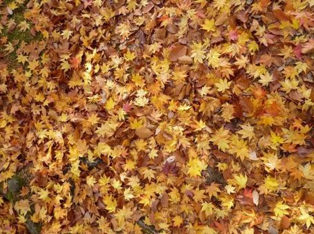 紅葉のじゅうたん 紅葉のじゅうたんの写真