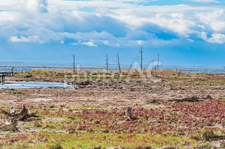北海道　野付半島 風景,景色,大地の写真素材