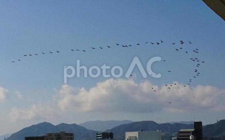 青い空と、白い雲と、旋回する鳥の群れ 空,鳥,雲の写真素材
