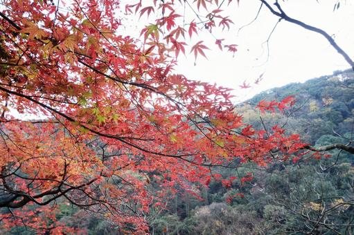 山の紅葉 山の紅葉の写真