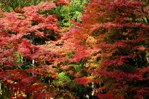 autumn leaves, JPG
