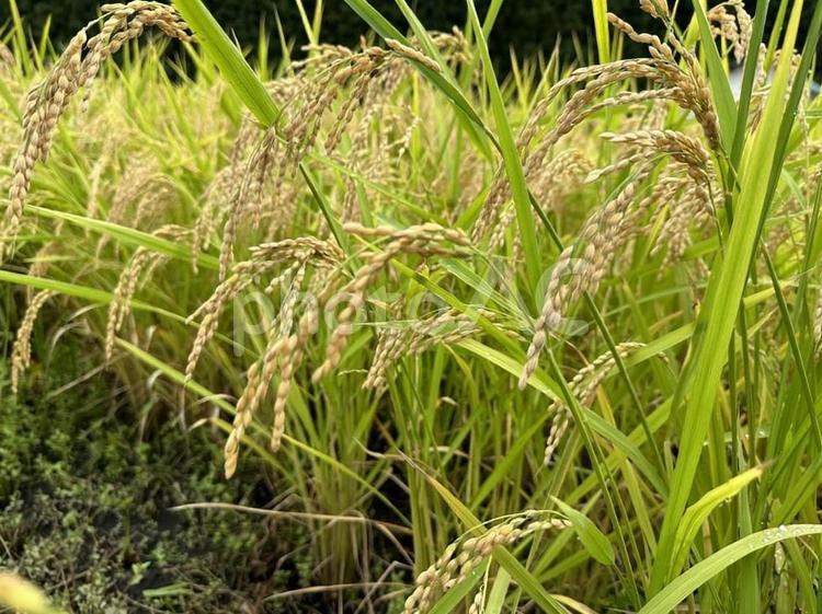 稲穂〜実りの秋 稲穂,秋,収穫の写真素材
