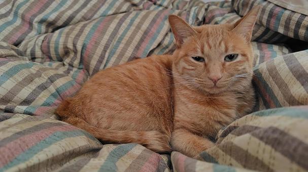 茶トラちゃん 猫,cat,茶トラの写真素材