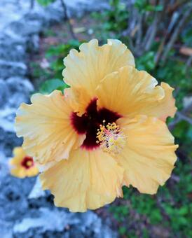 hibiscus, JPG