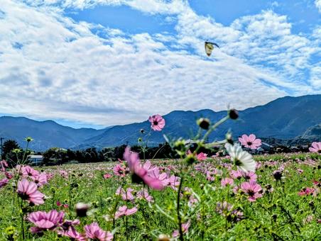 コスモス畑 コスモス畑の写真