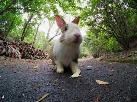 こちらを見つめるウサギ うさぎ,日本,動物の写真素材