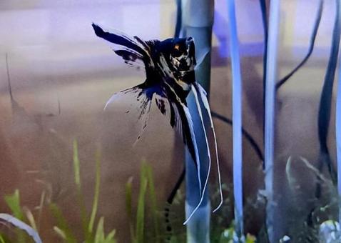 黒いエンジェルフィッシュ エンジェルフィッシュ,テンニンイシダイ,天人石鯛の写真素材