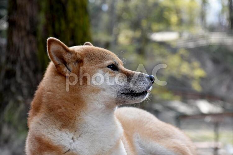 柴犬・横顔 柴犬,柴,犬の写真素材