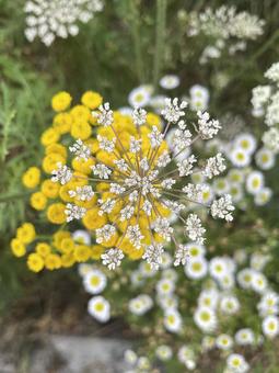 野良にんじん 野良にんじん 白い花,黄色い花,野花の写真素材