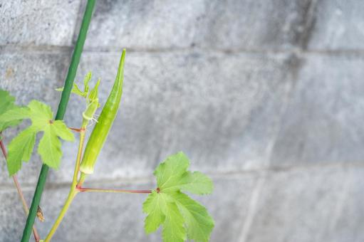 家庭菜園成長途中のオクラ 家庭菜園成長途中のオクラの写真
