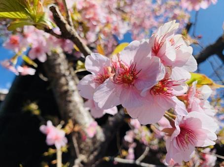 桜@301の写真