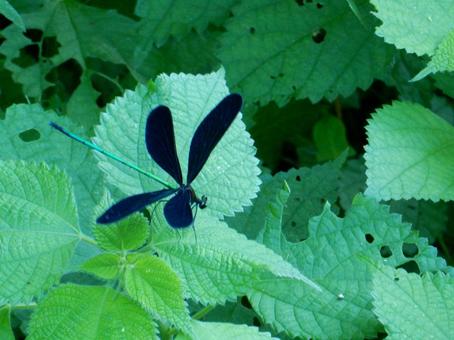 【昆虫写真】ハグロトンボ(羽黒蜻蛉) 【昆虫写真】ハグロトンボ(羽黒蜻蛉)の写真