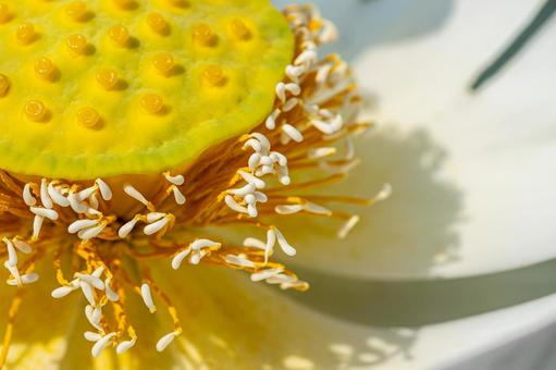蓮の花の花托 蓮の花の花托 蓮の花,花托,ピンクの花の写真素材