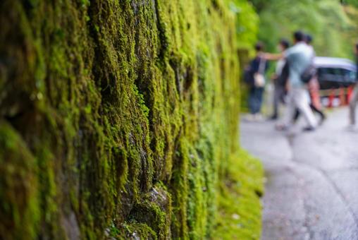 鮮やかな緑の苔壁 苔,コケ,緑の写真素材
