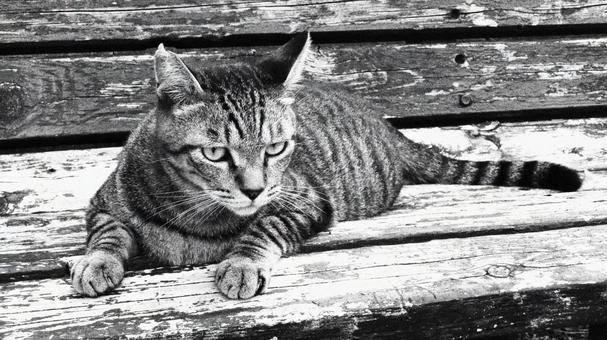 夕涼みが日課のもふもふであざとい猫様 夕涼みが日課のもふもふであざとい猫様の写真