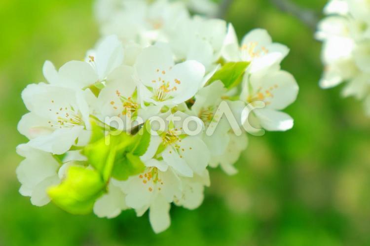 爽やかな初夏に咲いた白いスモモの花 スモモの花,果樹,白い花の写真素材